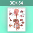 Плакат «Проблемы желудка и пищевода. Анатомия пищеварения» (ЗОЖ-34, ламинированная бумага, А2, 1 лист)